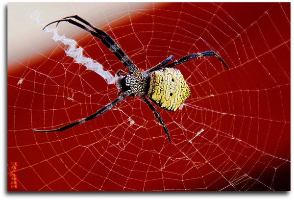Arachnid,Spinne,wirbellos,Spinnennetz,Gliederfüßer,Araneus