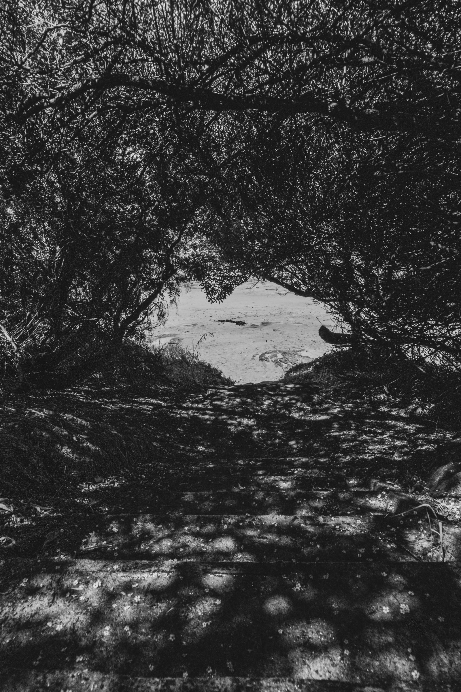 rostlina, voda, větvička, kufr, Natural landscape, dřevo, Černý a bílý, Tints and shades, strom, tráva, krajina, les, monochromatické fotografování, černobílý, půda, proud, riparian zone, Skála, Volně žijících živočichů, zálesí, zima, zmrazení, mokřadní, odraz, džungle, tropical and subtropical coniferous forests, tma, lužní les, stín, zátoka, prales, horizont, rybník, ilustrace