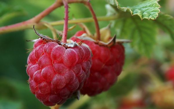 berry, ripe, branch, leaf, raspberry