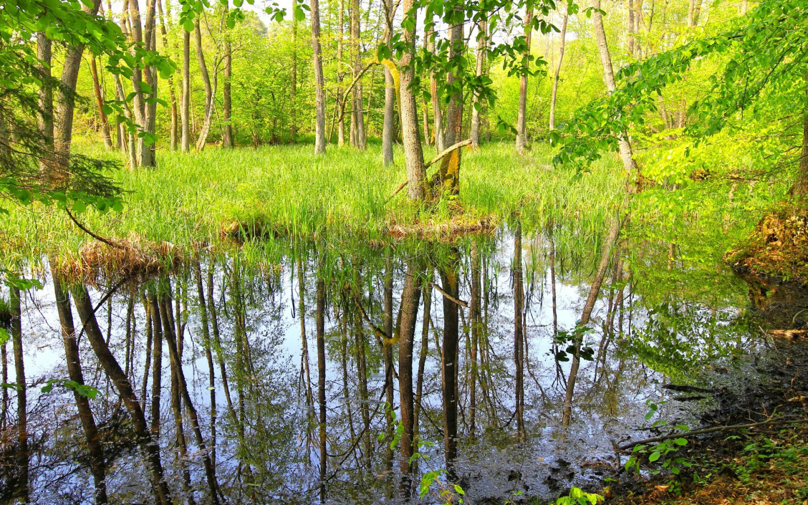 Hintergrundbilder Wald, Betrachtung, Fluss, Tierwelt, Wildnis, Teich