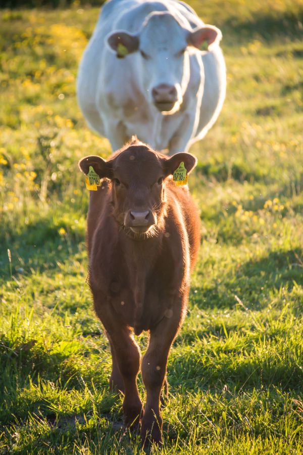 nature,grass,field,wildlife,farm,sheep