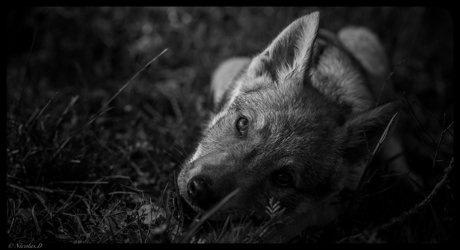 Fond D Ecran Monochrome Les Yeux La Nature La Photographie Bois Bebe Loup La Vie Moustaches Legende Gratuit Noir Et Blanc Sauvage Recit Obscurite Histoire Bellissima Ce Qui Concerne Faune Chemin Lumiere