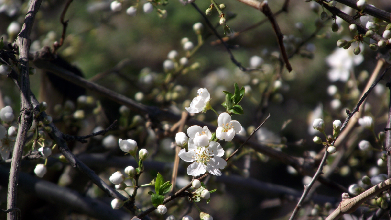 slunečnímu záření, jídlo, květiny, Příroda, makro, větev, ovoce, zelená, květy, Bílé květy, květ, jaro, větvičky, strom, list, květ, rostlina, sezóna, flóra, větvička, vyrobit, botanika, suchozemská rostlina, kvetoucí rostlina, dřevina, zblízka, keř, makro fotografie, trnka obecná