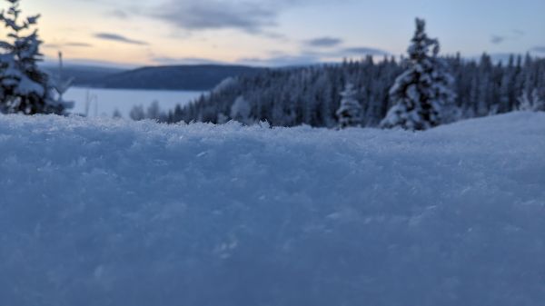 nature,snow,trees
