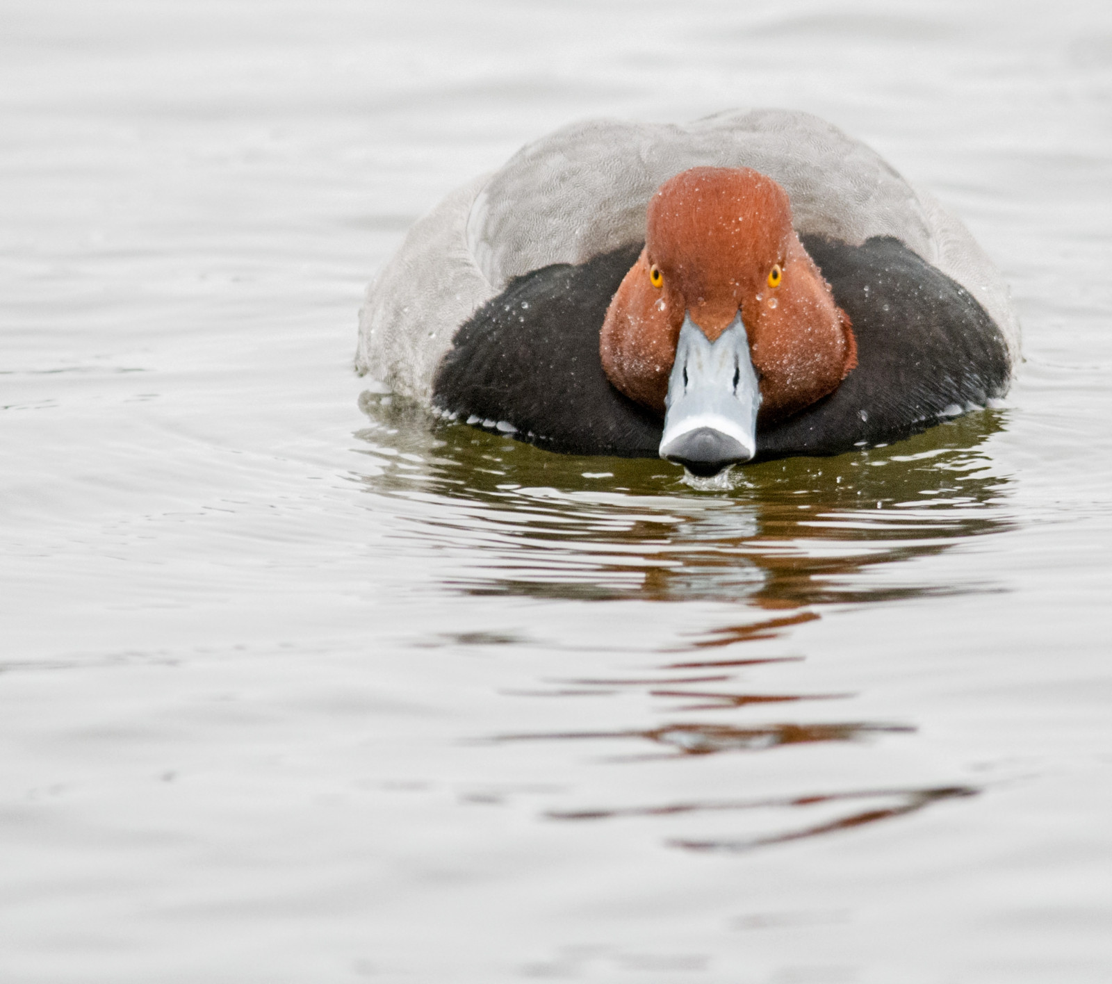 ryšavý, moře, voda, Příroda, odraz, Volně žijících živočichů, Nikon, kachna, zobák, Maryland, pták, kačer, fauna, vodní ptáci, obratlovců, vodní pták, kachen, hus a labutě, seaduck