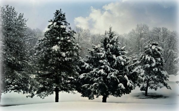 snow,winter,tree,nature,black and white,woody plant