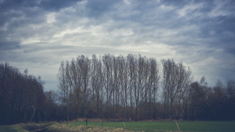 nuvole, alberi, albero, natura, Nikon, nuvole scure nuvole, alberi, albero, natura, Nikon, nuvole scure