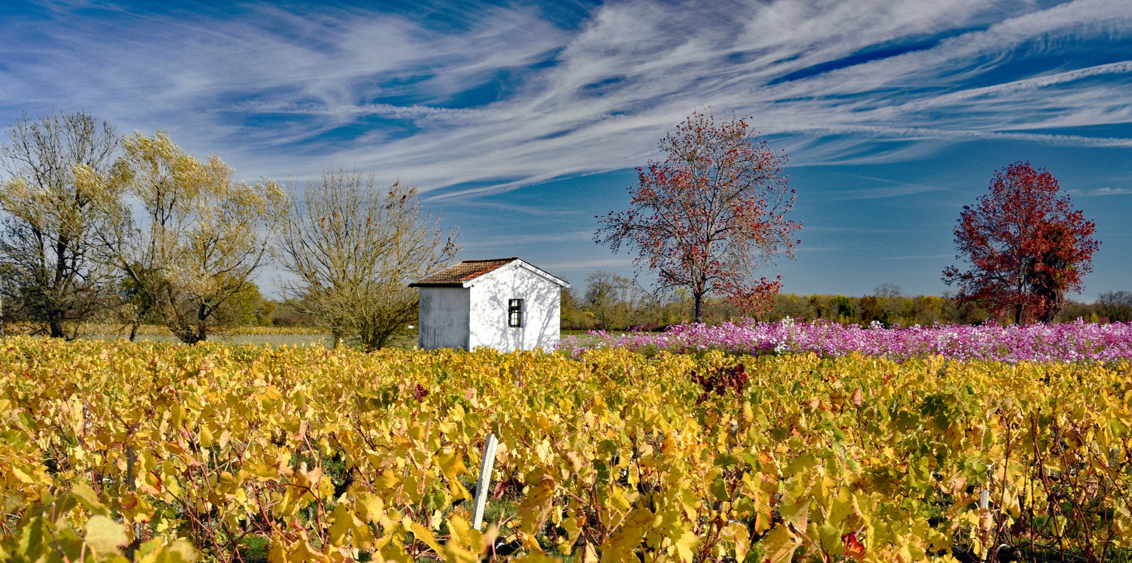 květiny, podzim, nebe, bílý, Dům, Francie, květ, podzim, primavera, květ, barvy, žlutý, venkovský, květiny, žlutá, automne, krajina, list, jaro, Frankreich, říjen, víno, couleurs, Bílý dům, Bordeaux, ciel, giallo, vinice, cielo, vzory, vin, Medoc, fiori, paysage, autunno, disegni, vinice, colori, francia, printemps, vigne, paesaggio, chroupat, vino, octobre, Dessins, Albertcamus, wein, feuille, Fólie, ottobre, Maisonblanche, folie, aquitaine, Gironde, Aquitania, Burdeos, Vigneti, Cantenac, Malentendu, Cruclasse, nikond750, Appellationdorigine