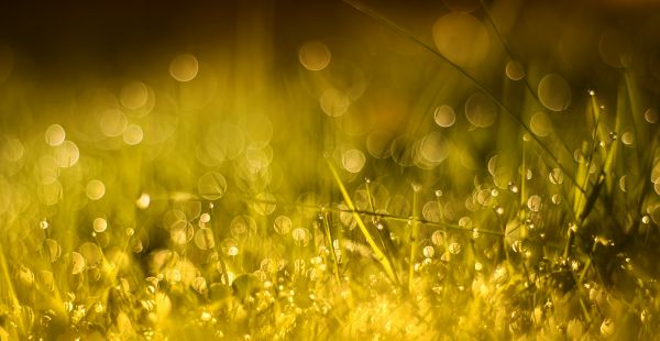 field,grass,bokeh,reflection,50mm,f14