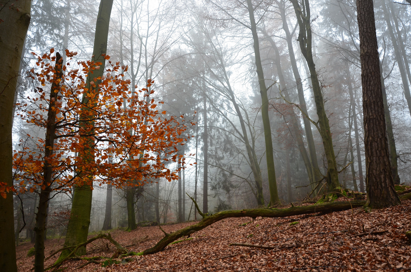sollys, landskab, Skov, natur, afdeling, morgen, Tyskland, tåge, Nikon, træ, efterår, tåge, blad, Landschaft, plante, sæson, natur, deutschland, wald, NGC, Herbst, baum, Nebel, skov, lund, nikond5100, levested, naturligt miljø, atmosfærisk fænomen, vedplante, økosystem, tempererede nåleskove, biom, tempereret løvfældende skov, løvfældende, autumncolors, herbstfarben, rheinlandpfalz, rhinelandpalatinate, Westerwald, westerforest
