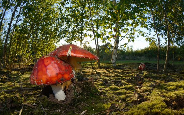 grass,mushroom,landscape,forest,plants,macro