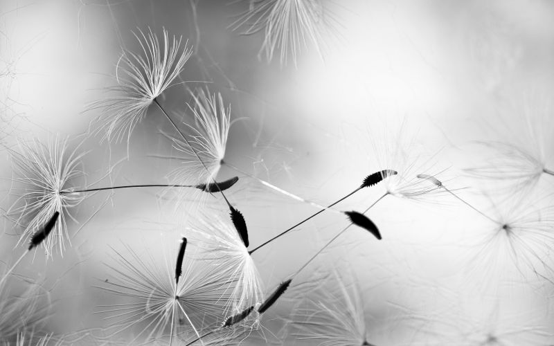 sunlight, white, black, monochrome, photography, branch sunlight, white, black, monochrome, photography, branch