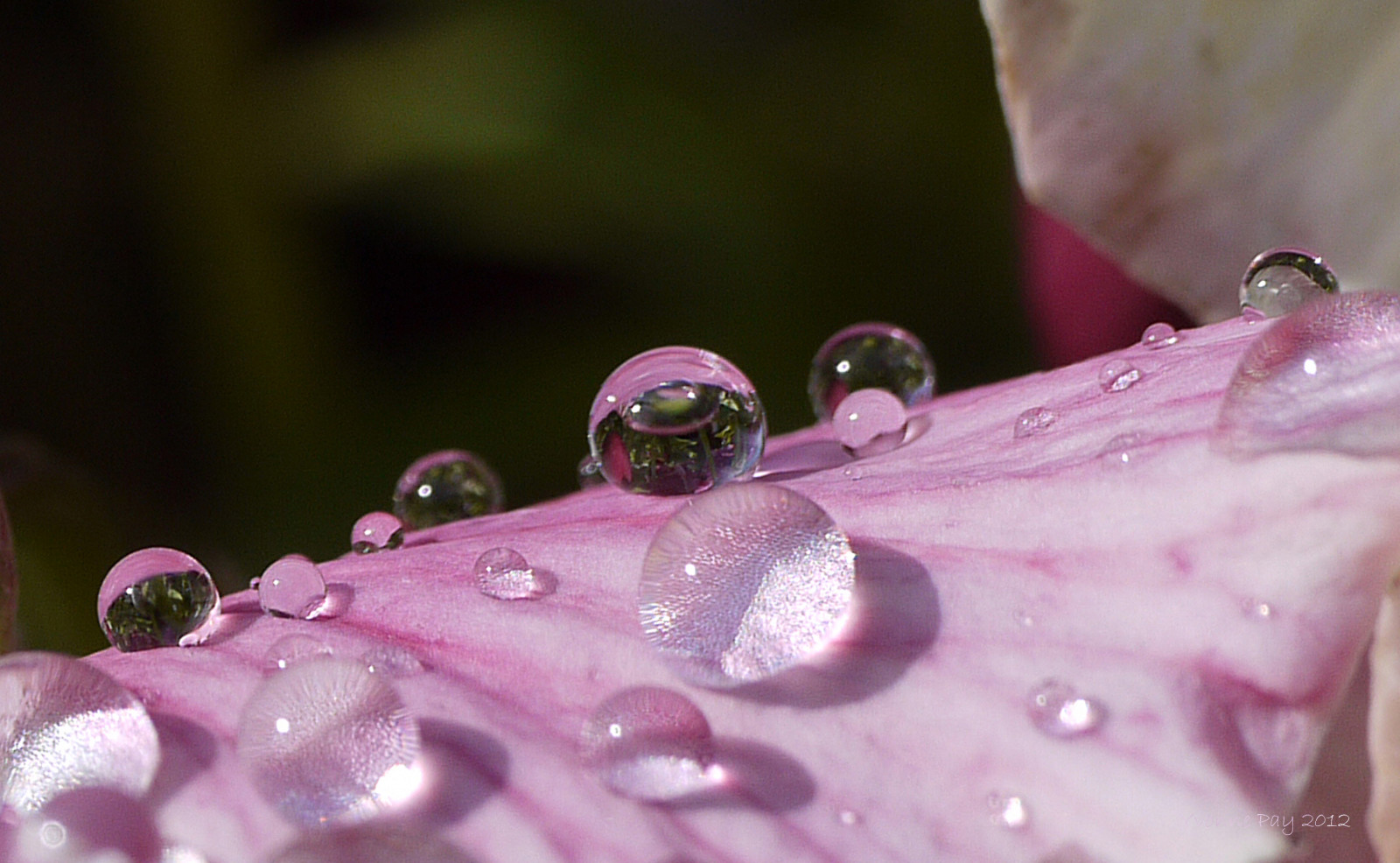 vand, natur, fotografering, lilla, insekt, lyserød, dug, Panasonic, blad, blomst, plante, dråbe, stedmoderblomst, regndråber, flora, kronblad, G1, Lumix, 45mm, mygarden, tæt på, makrofotografering, fugtighed