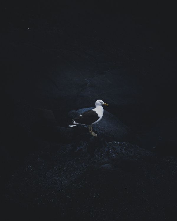 gull,bird,dark background