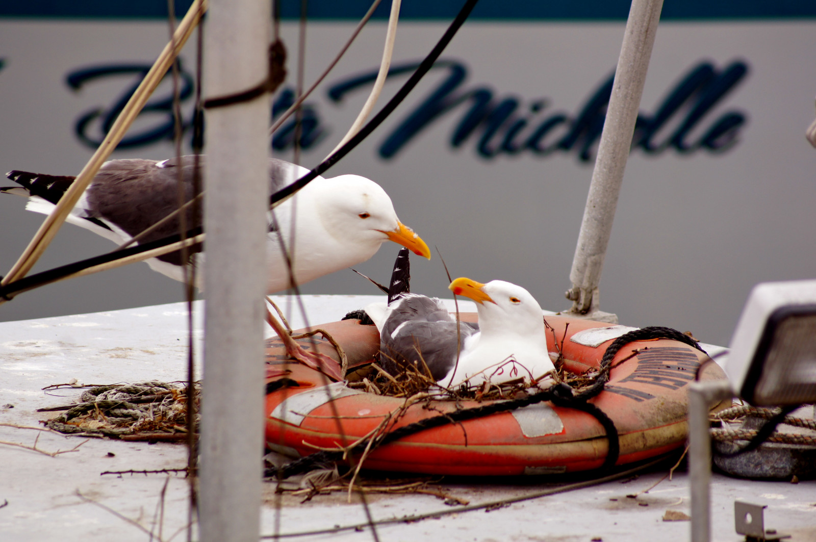 seagulls, ความรัก, ธรรมชาติ, นก, เรือ, ตรงไปตรงมา, ternura, creativemindsphotography, slicesoftime, morrybay, sonya580