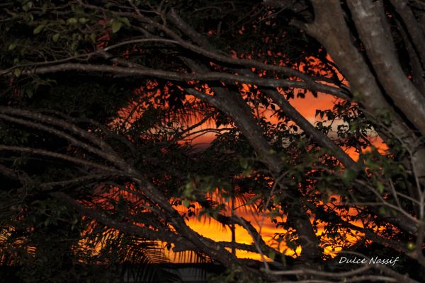 sunlight,landscape,forest,sunset,night,nature