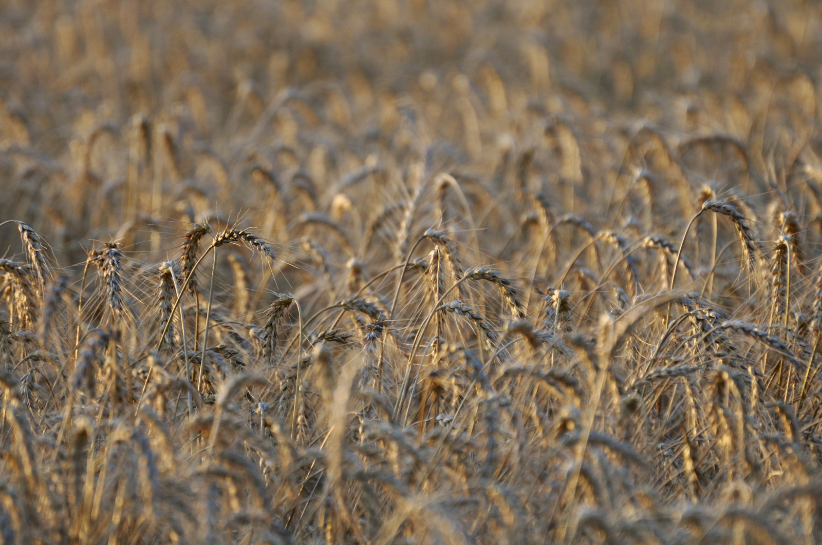 Wallpaper sunset, field, straw, gold, Rye, cereal, barley, indiana