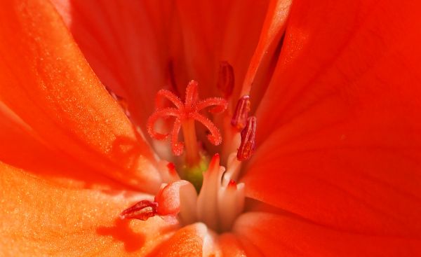 flower,petals,tulip,pollen,stamen