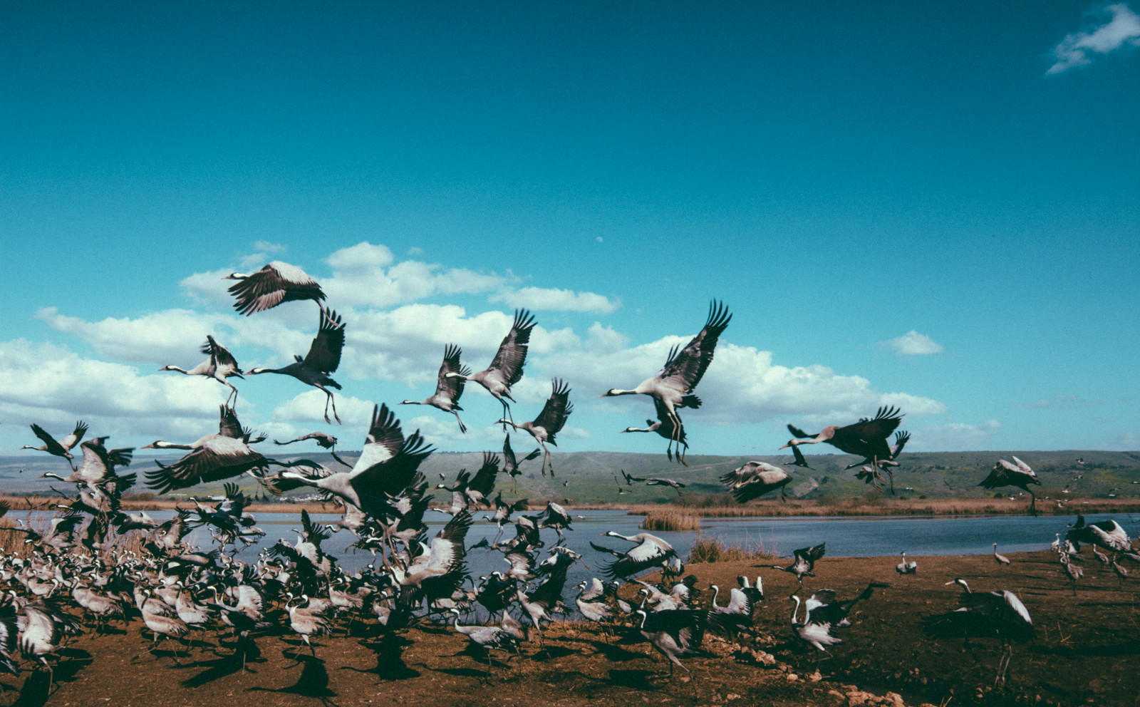 Wallpaper cranes, flock, birds, Flight 5184x3217 1187436 HD
