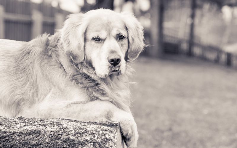 1920x1200 px, สัตว์, หมา, ขาวดำ 1920x1200 px, สัตว์, หมา, ขาวดำ