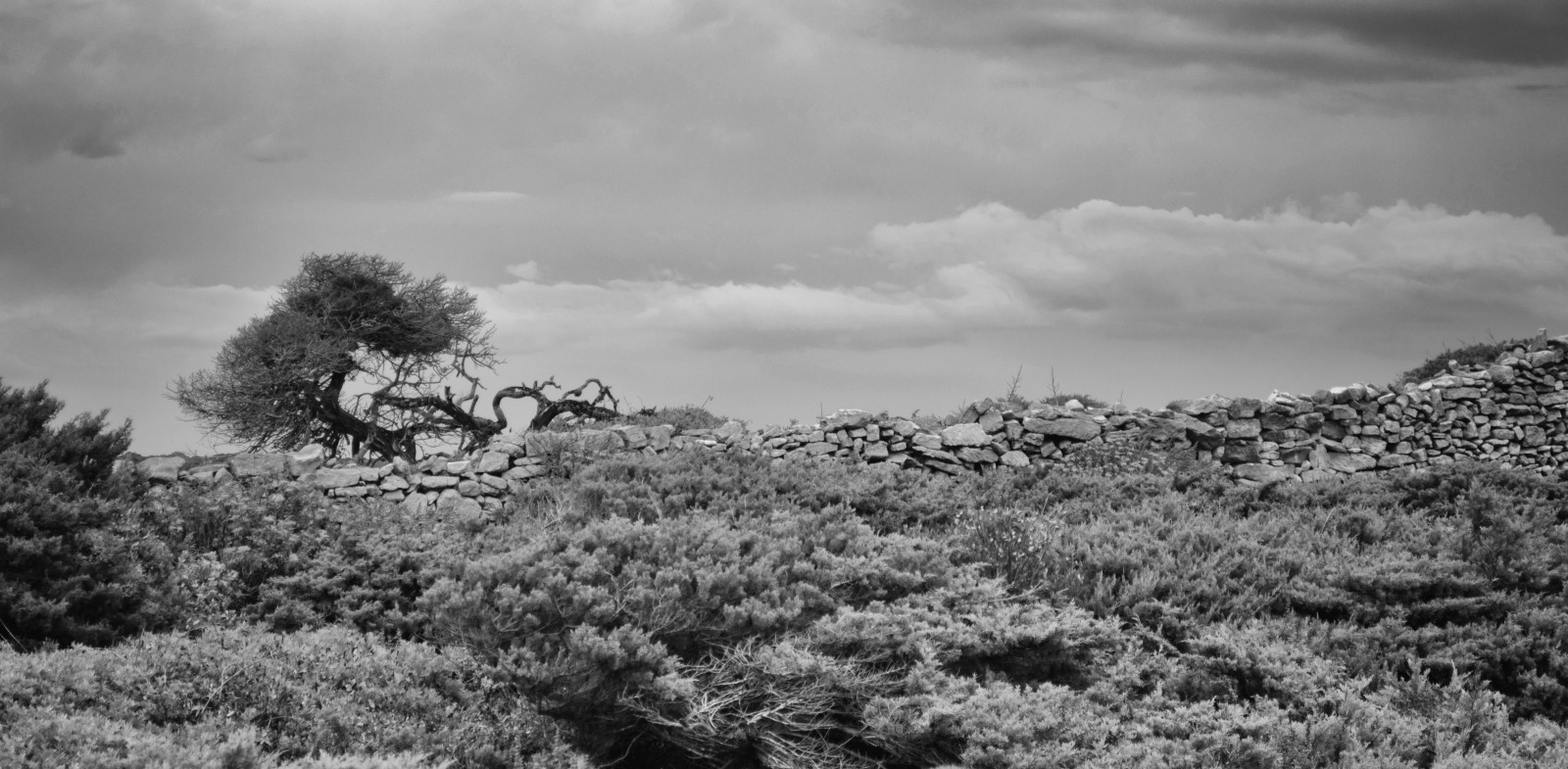 krajina, černobílý, kopec, Skála, Příroda, tráva, nebe, stěna, fotografování, mraky, větev, Nikon, divočina, průzkum, Korsika, badatel, Černý a bílý, mrak, strom, cestovat, hora, rostlina, divoký, tělesné, Černá bílá, prozkoumal, vegetace, corse, D3200, natura, biancoenero, mld, nikond3200, Černý a bílý, monochromatické fotografování, ekosystém, keř, meteorologický jev, křoviny, bianconero, ekoregion, Muretto, naturaincontaminata, stock photography, plant community