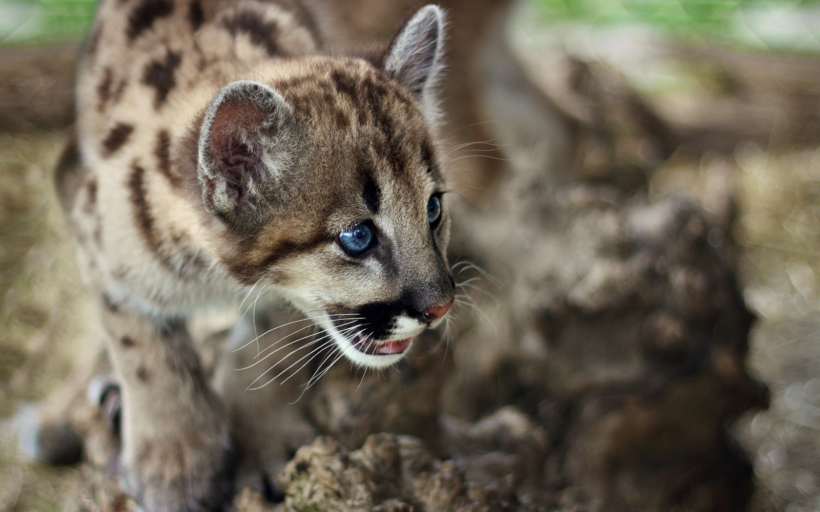 zvěř, Volně žijících živočichů, kníry, Puma, Ocelot, Puma, fauna, savec, 2560x1600 px, kočka jako savci, čenich, malé až středně velké kočky, carnivoran, organismus, terrestrial animal