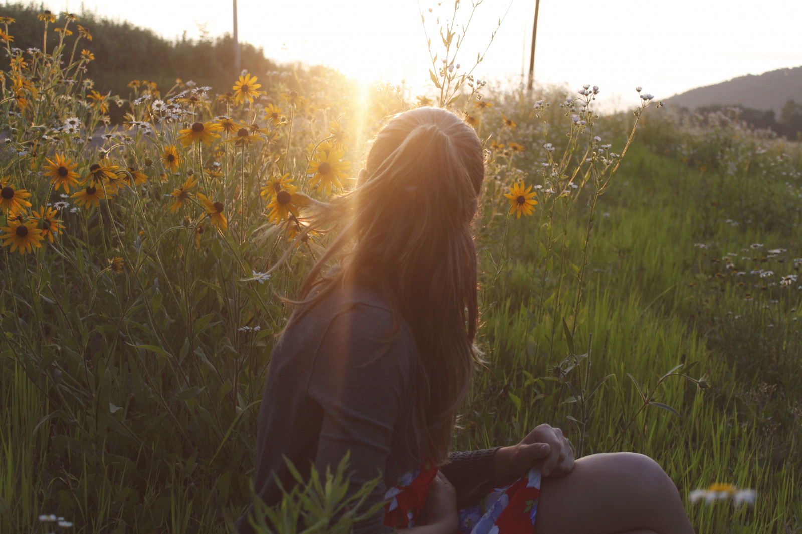 slunečnímu záření, krajina, západ slunce, květiny, tráva, nebe, pole, žlutý, večer, ráno, slunce, vlasy, letní, koňský ohon, zadní, jaro, unavený, 69, světlo, strom, květ, lučina, rostlina, dívka, zlatá hodina, světlice, zábava, 365, louka, divoká rostlina, prérie, ekosystém, tráva rodina, ekoregion, blackeyedsusans