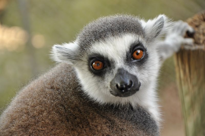 lemur,munkorg,ögon
