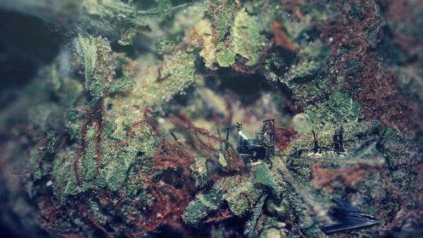 cannabis,Abandoned city,abandoned,skunk,spaceship,space