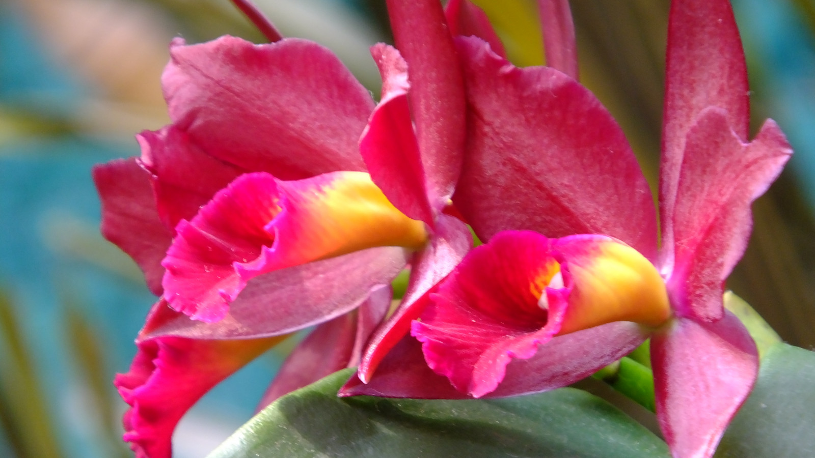 Wallpaper : flower, flora, pink, flowering plant, petal, close up