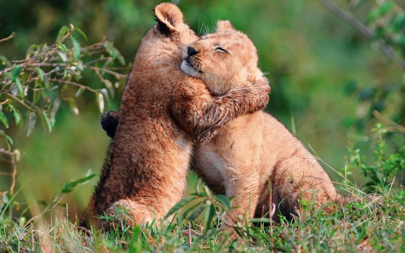 1920x1200 px, animals, baby, lions