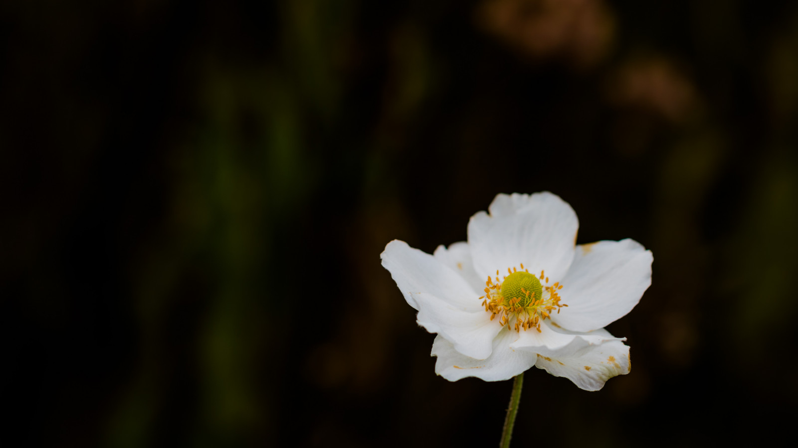 แสงแดด, สวน, ธรรมชาติ, จอด, การถ่ายภาพ, สีเหลือง, เบ่งบาน, ฤดูใบไม้ร่วง, ดอกไม้, ปลูก, พืช, Blomma, h st, exif model canoneos760d, ประเทศธรณีวิทยา, กล้องทำให้ Canon, geocity, กล้องรุ่น canoneos760d, geostate, ตำแหน่งทางภูมิศาสตร์, exif ทำให้ canon, exif isospeed 100, รูรับแสง exif 40, ความยาวโฟกัส Exif 100mm, เลนส์ exif100mmf28lmacroisusm, Alnarp, กลีบดอก, ดอกไม้ป่า, พฤกษศาสตร์, โรงงานที่ดิน, พืชดอก, ใกล้ชิด, การถ่ายภาพมาโคร, ต้นกำเนิด
