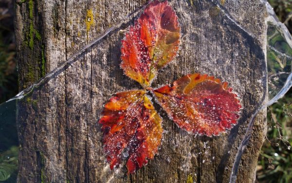 leaves,macro,fall,nature,ice,frost