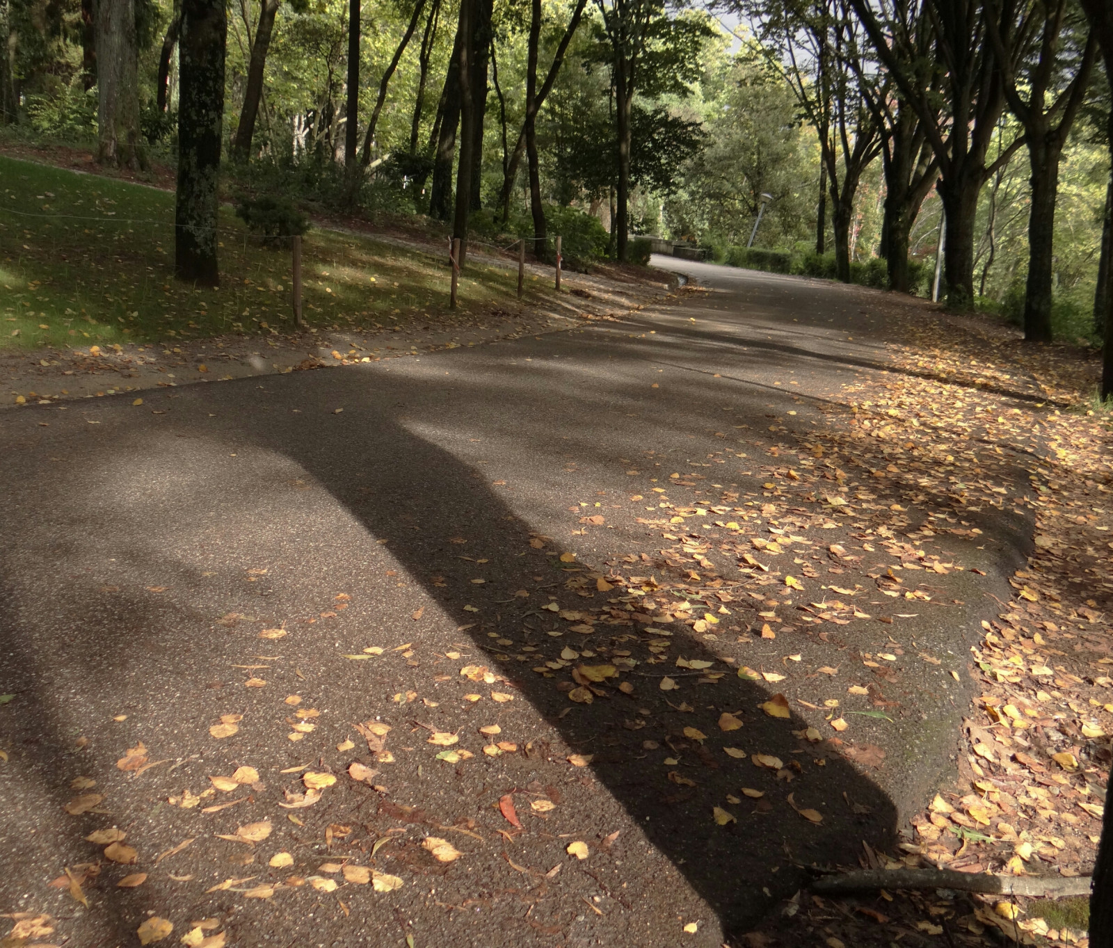 parco, Sole, Portogallo, foresta, saltare, salto, ombre, Immagine, camminare, Imagens, in esecuzione, Esplorare, momento, filipe, camminare in questo modo, Lameiras, flickrandroidapp filtro nessuno