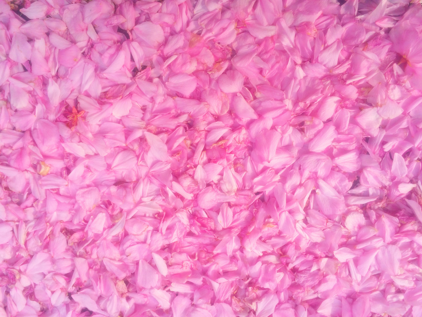 Wallpaper purple, pink, Tokyo, magenta, lilac, flower, petal