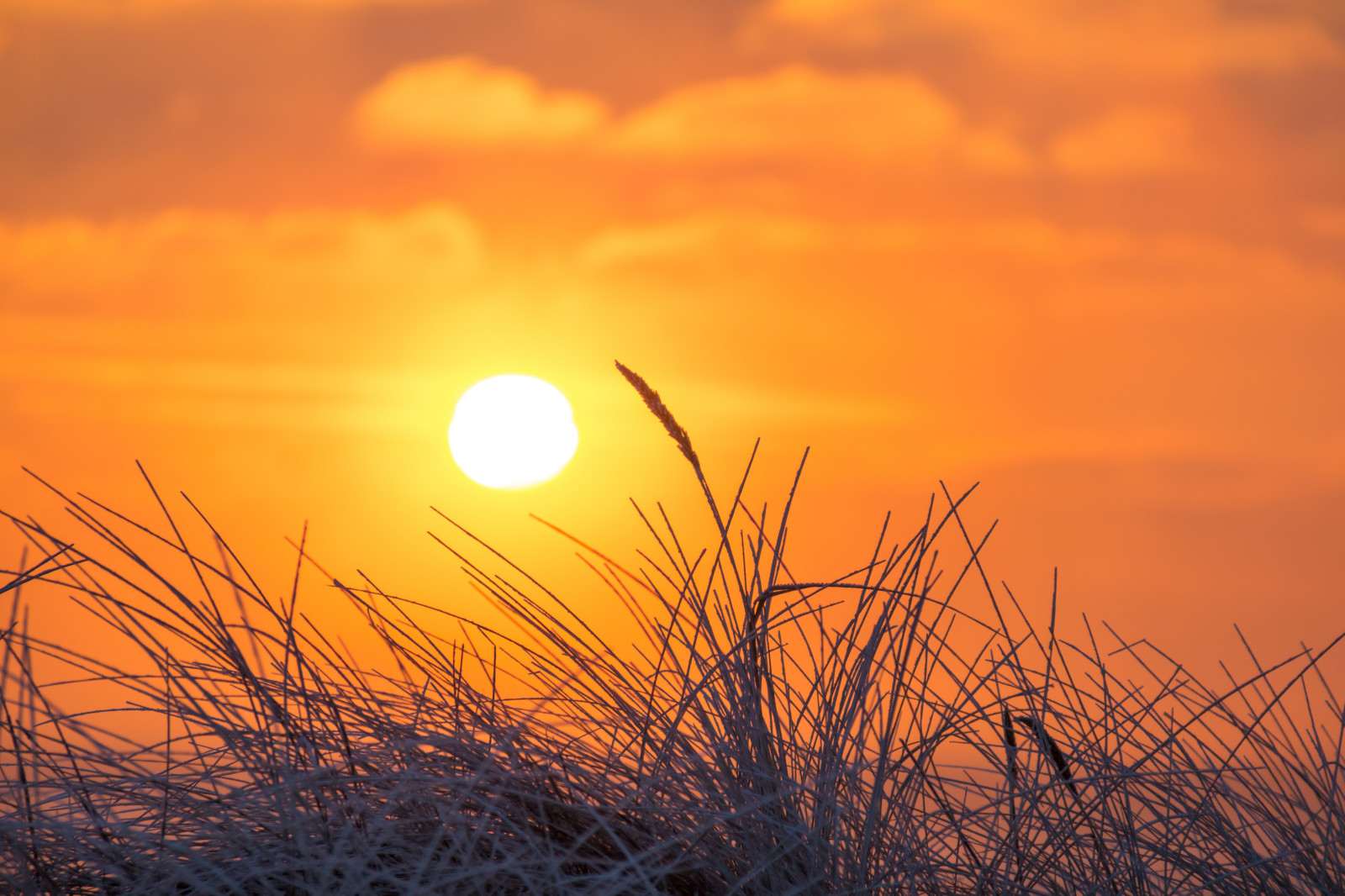 slunečnímu záření, západ slunce, Příroda, nebe, zima, pole, svítání, Studený, večer, ráno, mráz, slunce, horizont, atmosféra, soumrak, Jinovatka, mrak, svítání, Vinter, kallt, skateholm, rimfrost, prérie, atmosférický jev, odlesk, astronomický objekt, červená obloha v dopoledních hodinách