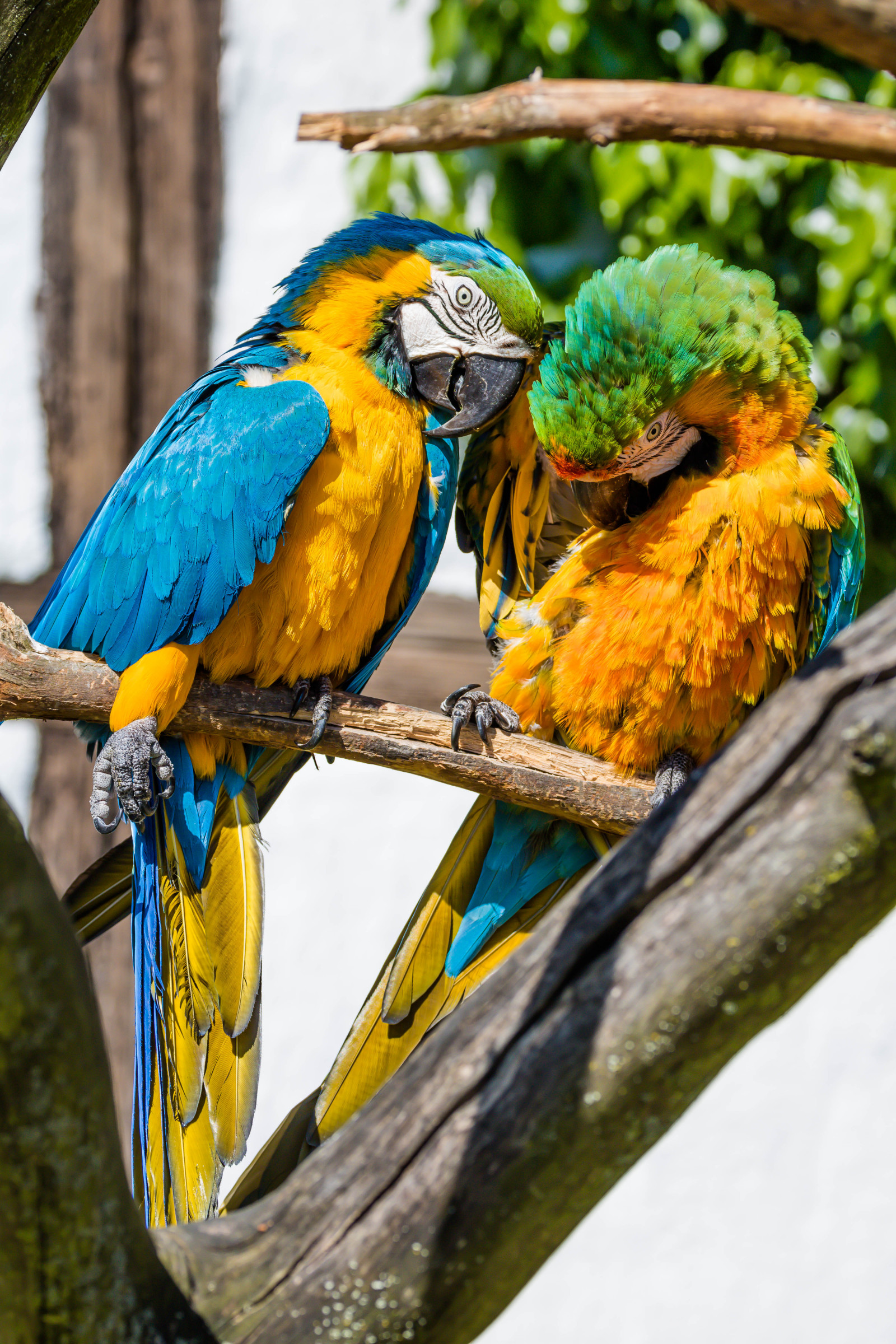 Masaüstü : renkli, papağan, Sarı, Vahşi hayat, Hayvanat bahçesi, gaga
