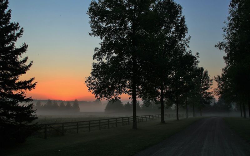 แสงแดด,แนวนอน,ป่า,พระอาทิตย์ตก,ธรรมชาติ,ท้องฟ้า