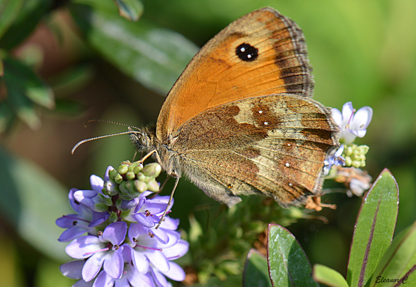 zahrada, motýl, hmyz, Volně žijících živočichů, květ, hebe, unlimitedinsectslevel1, nikond3200, makro fotografie, bezobratlý, členovců, organismus, nektar, opylovači, můry a motýli, lycaenid, motýl monarcha, Colias, Pieridae, july2013, štětec footed motýl, 85mmmacrolens, gatekeeperbutterfly