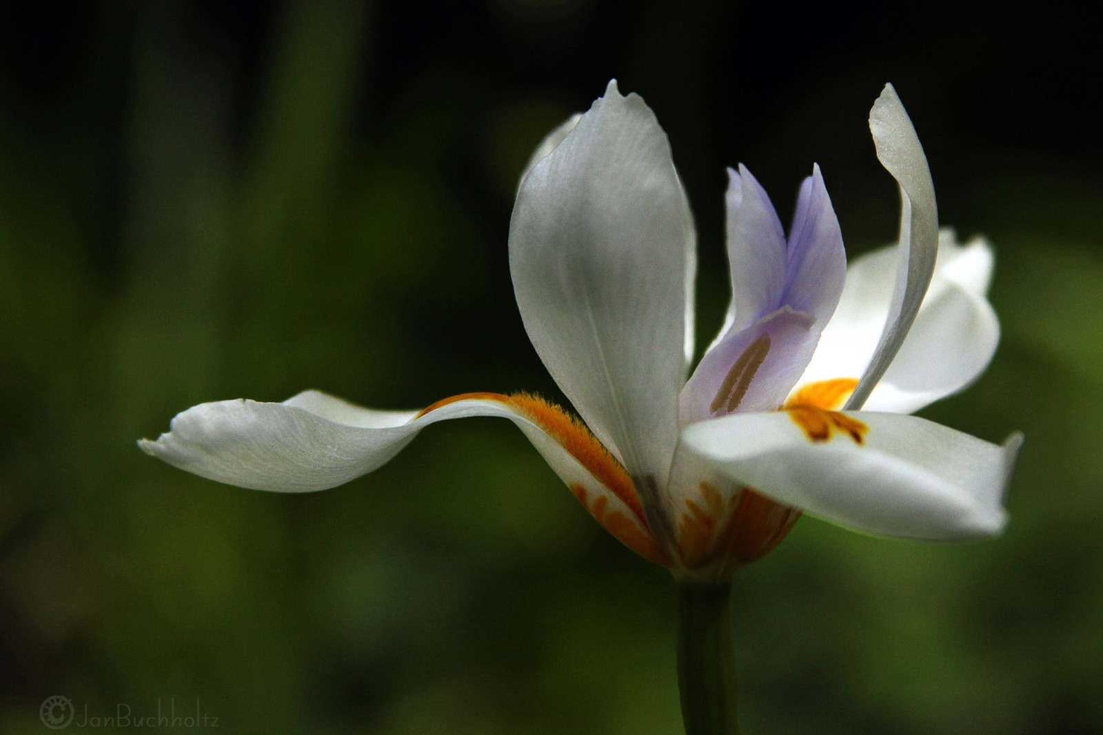 Wallpaper : nature, petals, blossom, bokeh, crocus, flower, flora ...