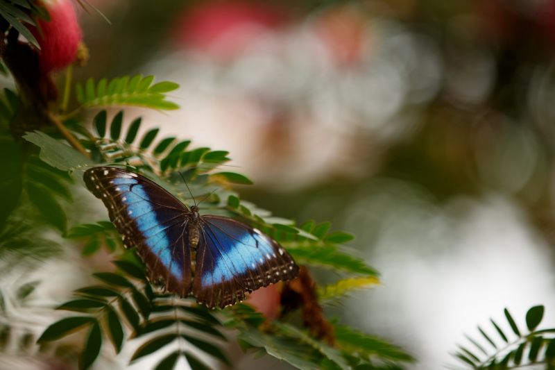 listy, zvěř, Příroda, fotografování, makro, větev listy, zvěř, Příroda, fotografování, makro, větev