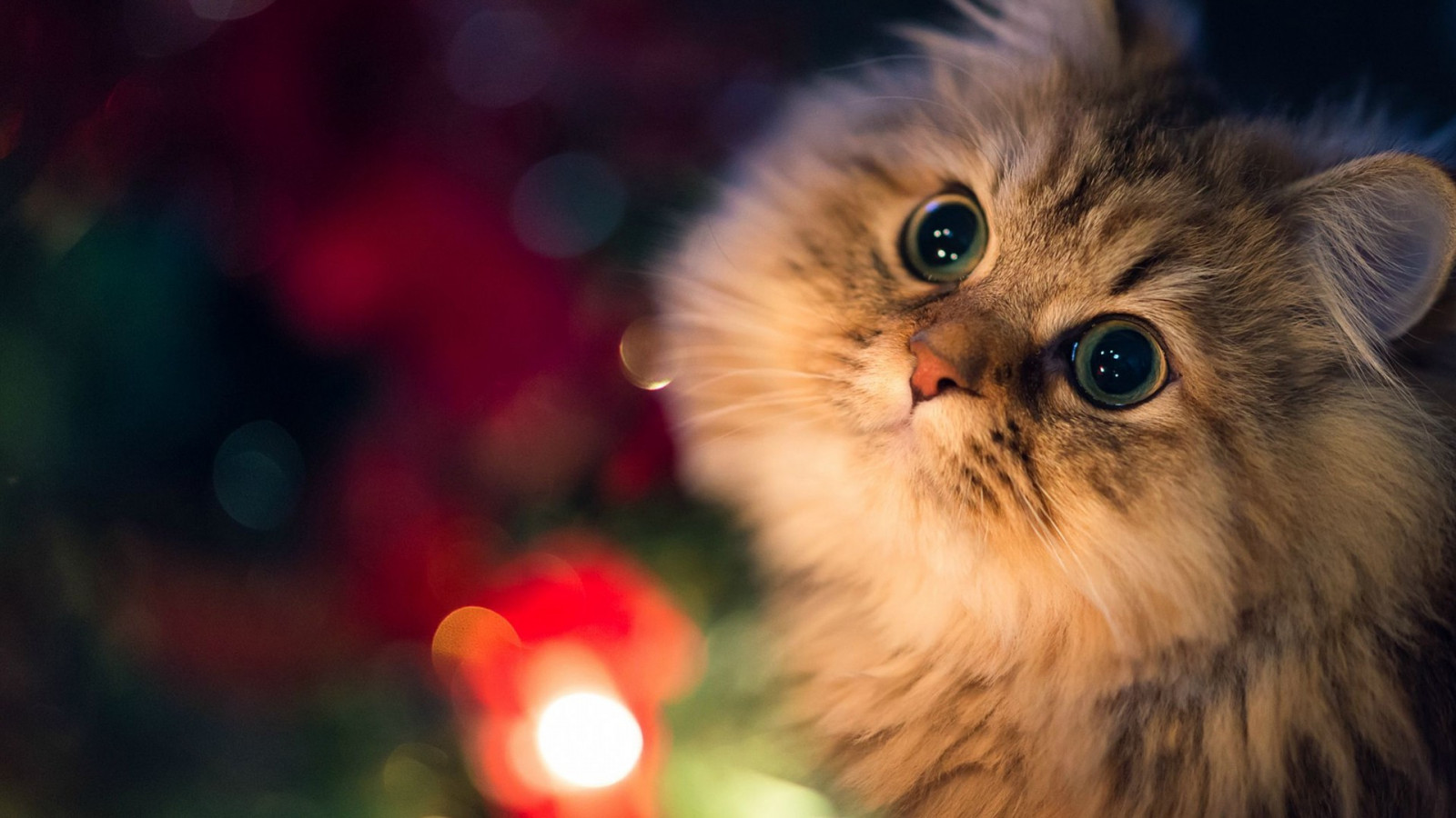 котка, нос, мустаци, персийски, цвете, коте, бозайник, 1920x1080 пиксела, гръбначен, наблизо, котка като бозайник, макро фотография, малки и средни котки