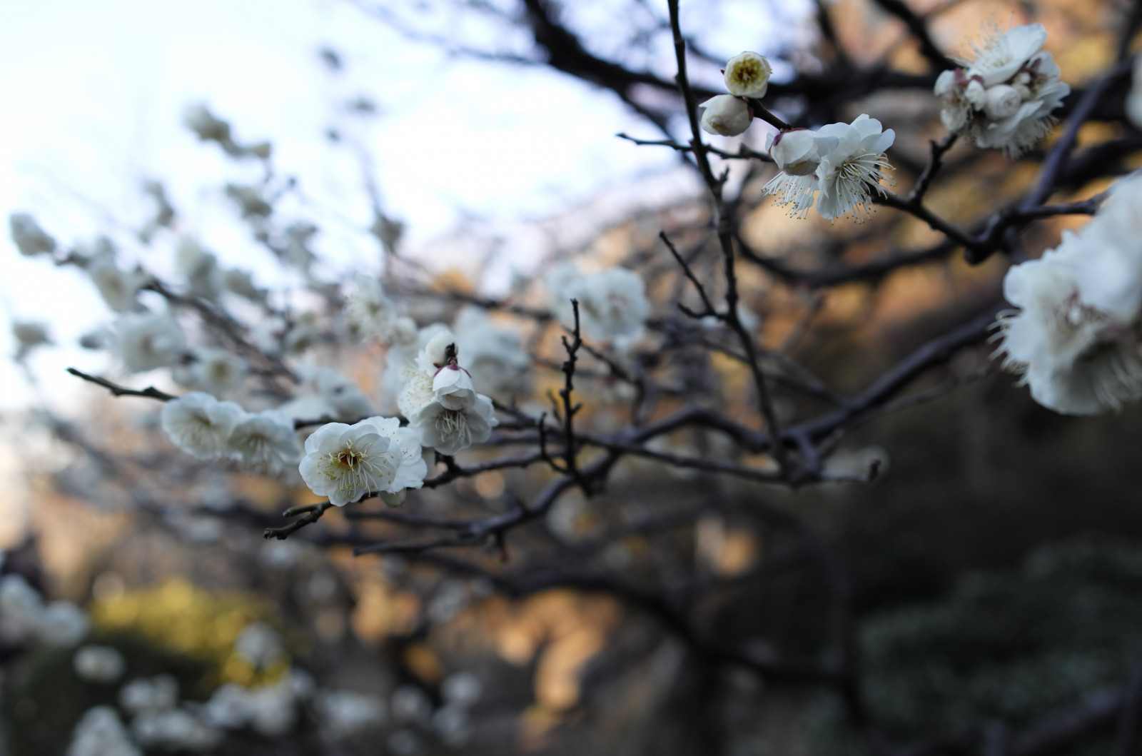 Japonsko, Příroda, sníh, zima, větev, Třešňový květ, květ, jaro, Leica, Tokio, jp, strom, podzim, list, květ, rostlina, sezóna, švestka, UME, flóra, T, Ikegami, japaneseapricot, leicat, summicront235, Summicron, t235, ikagamiplumpark, vyrobit, botanika, zblízka, makro fotografie