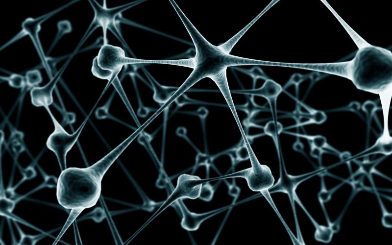symetrie, kruh, biologie, čára, černobílý, neurony symetrie, kruh, biologie, čára, černobílý, neurony
