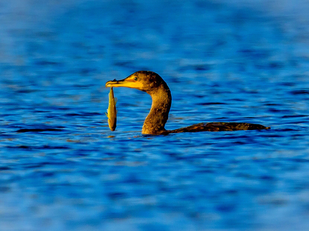 chycen, jezero, pták, Ryba, park