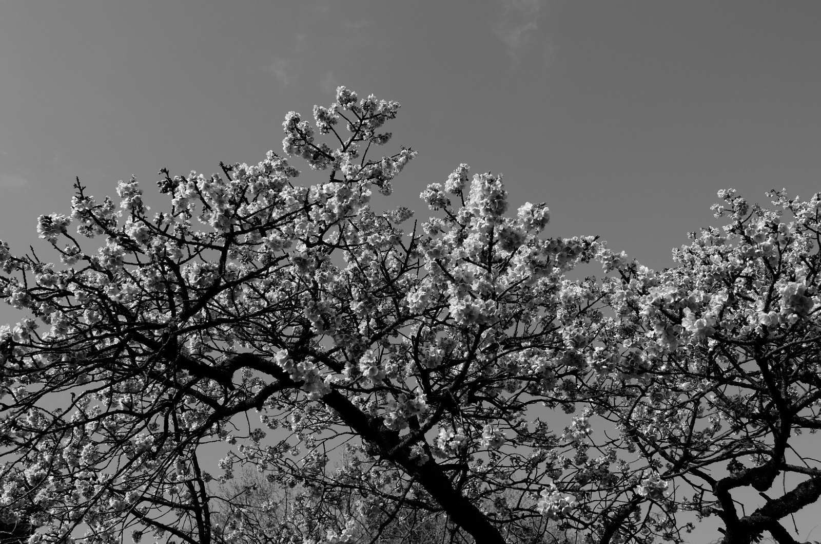 Japonsko, černobílý, Příroda, park, sníh, zima, fotografování, větev, mráz, květ, jaro, Leica, Tokio, zmrazení, jp, strom, list, květ, rostlina, sezóna, T, shinjukgyoen, Shinjuku, leicat, summicront235, Summicron, t235, Černý a bílý, monochromatické fotografování, dřevina
