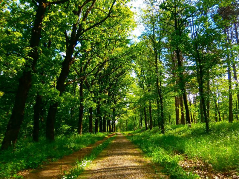 sinar matahari,hutan,alam,taman,hijau,Serbia