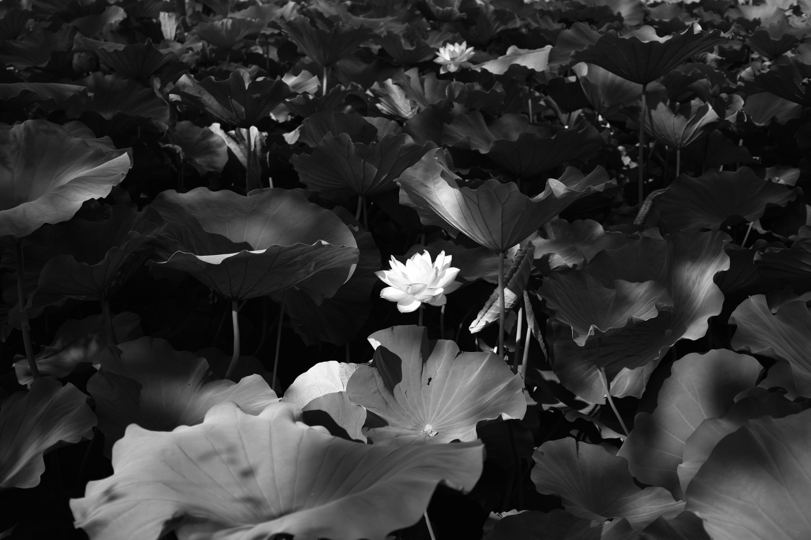 sollys, hvid, sort, monokrom, natur, fotografering, Quattro, Tokyo, træ, blad, blomst, plante, flora, Ueno, mørke, kronblad, sigma, dp, DP2, dp2quattro, dp2q, sort og hvid, monokrom fotografering, vedplante, makrofotografering