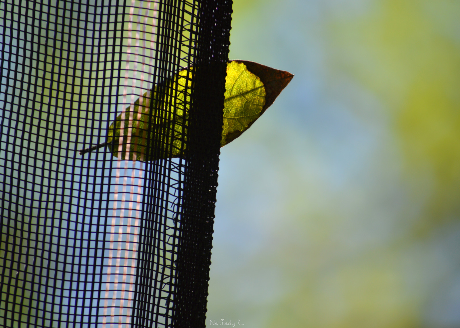 Brazílie, naturaleza, verde, zelená, domů, Příroda, Brasil, Rio de Janeiro, zahrada, casa, list, Nikon, přírodní, bokeh, natureza, naturallight, úhlopříčka, jardim, fraktální, Folha, nikond3200