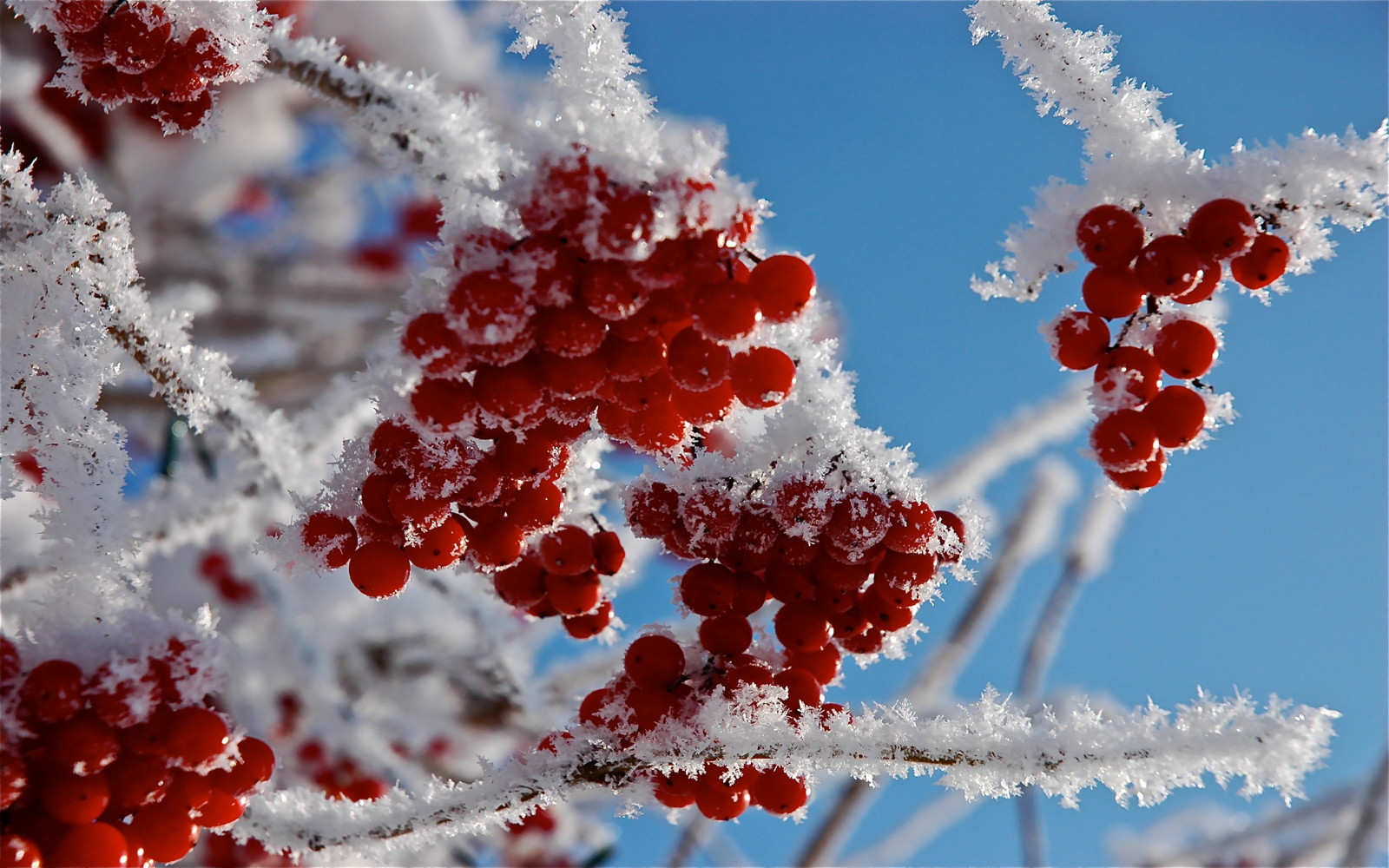 Baies Rouges Hiver Fond d'écran : la nature, rouge, ciel, neige, hiver, branche, la glace ...